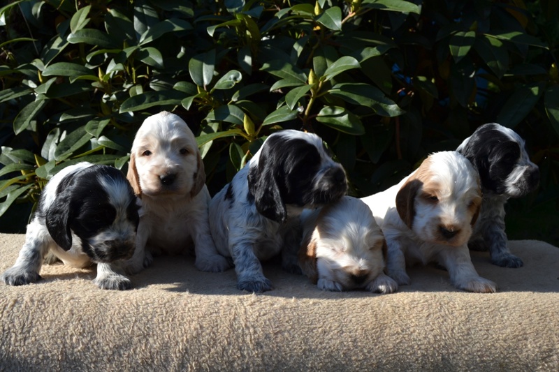 20-Janet, Jantar, Just, Jambo, Jessi, Janie.JPG